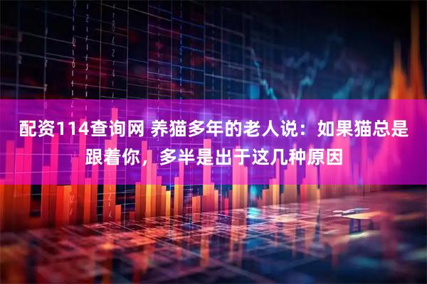 配资114查询网 养猫多年的老人说：如果猫总是跟着你，多半是出于这几种原因